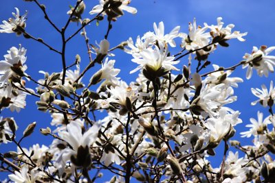 Magnolia stellata - šácholan hvězdovitý - květy 3